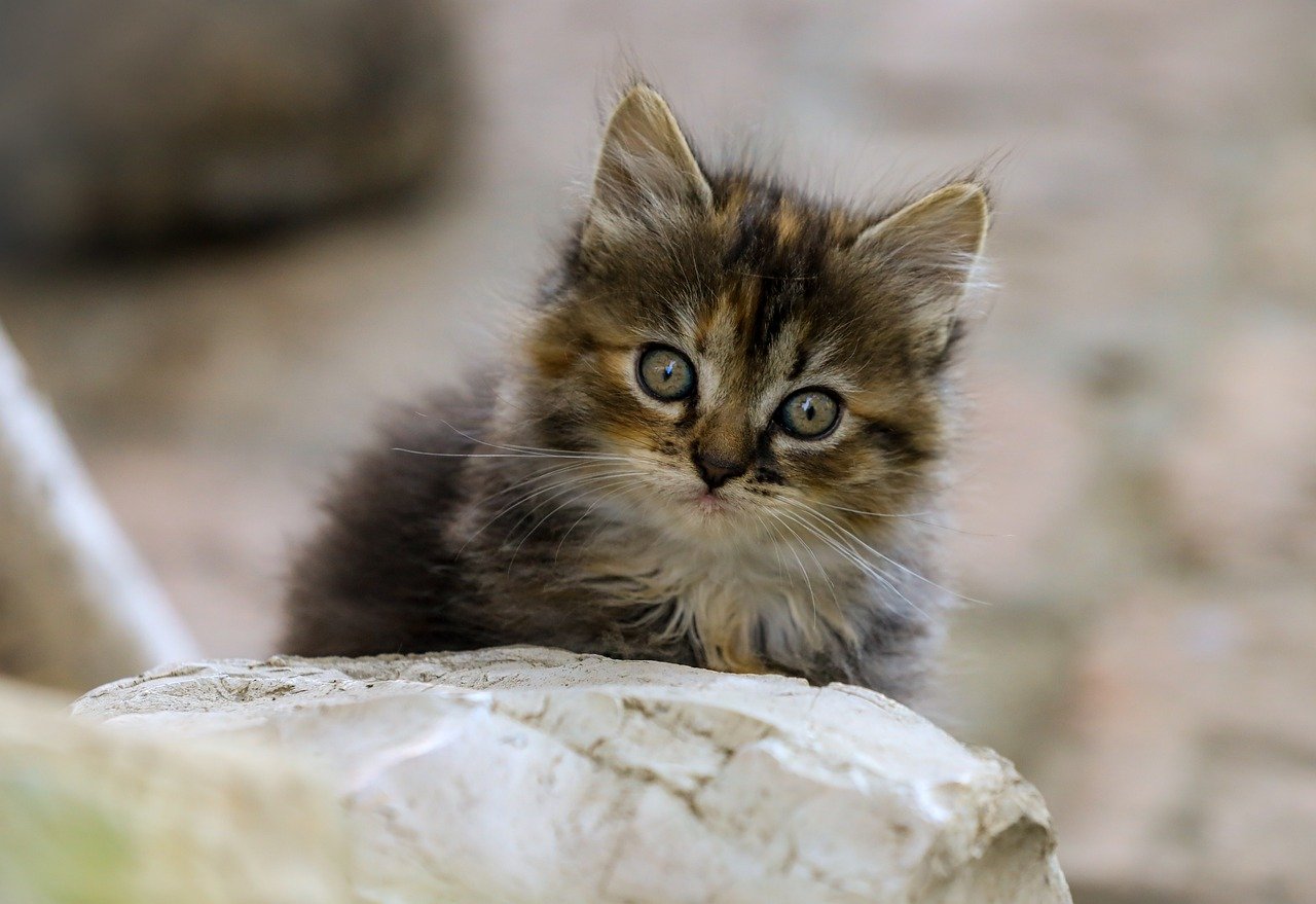who-we-are cat, domestic cat, animal, portrait, pet, nature, kitten, mammal, cute, head, animal portrait, eyes