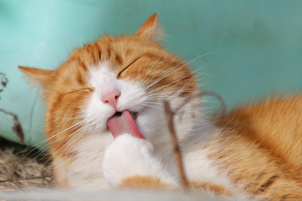 about-us cat, pet, licking, animal, tabby cat, domestic cat, feline, mammal, cute, nature, adorable, portrait