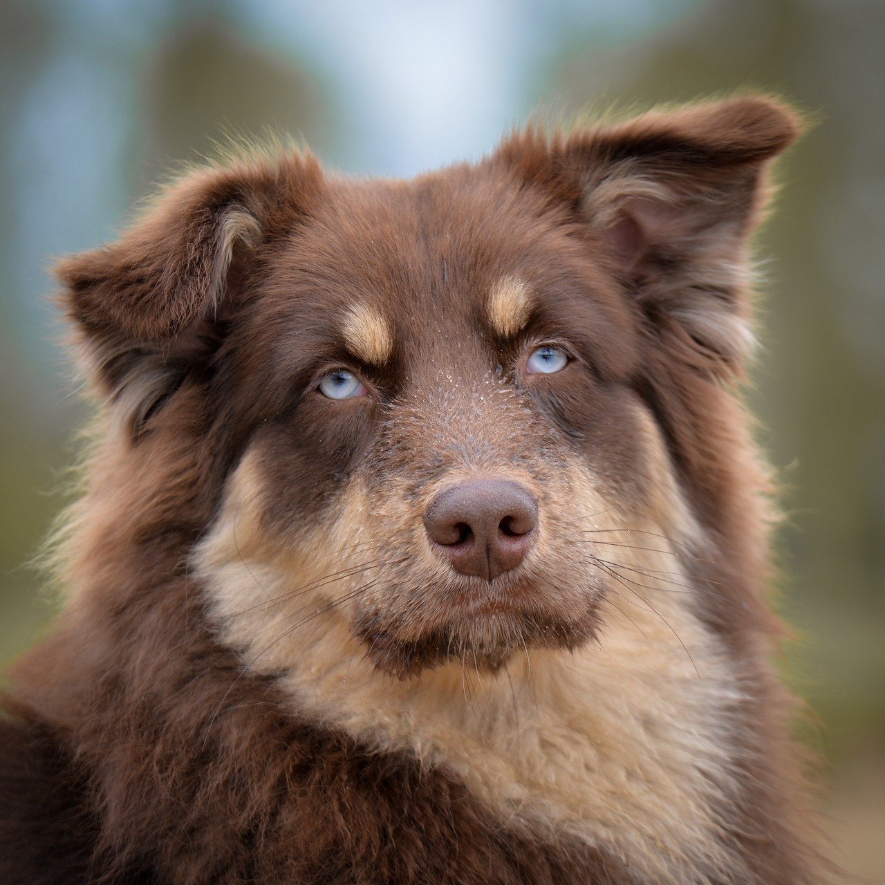 our-story dog, australian shepherd, animal, pet, portrait, eyes, brown, sweet