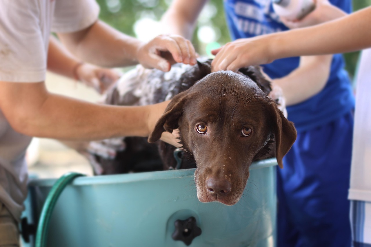 dog wash, tub, brown dog getting washed, water, hose, nature, bath, soap