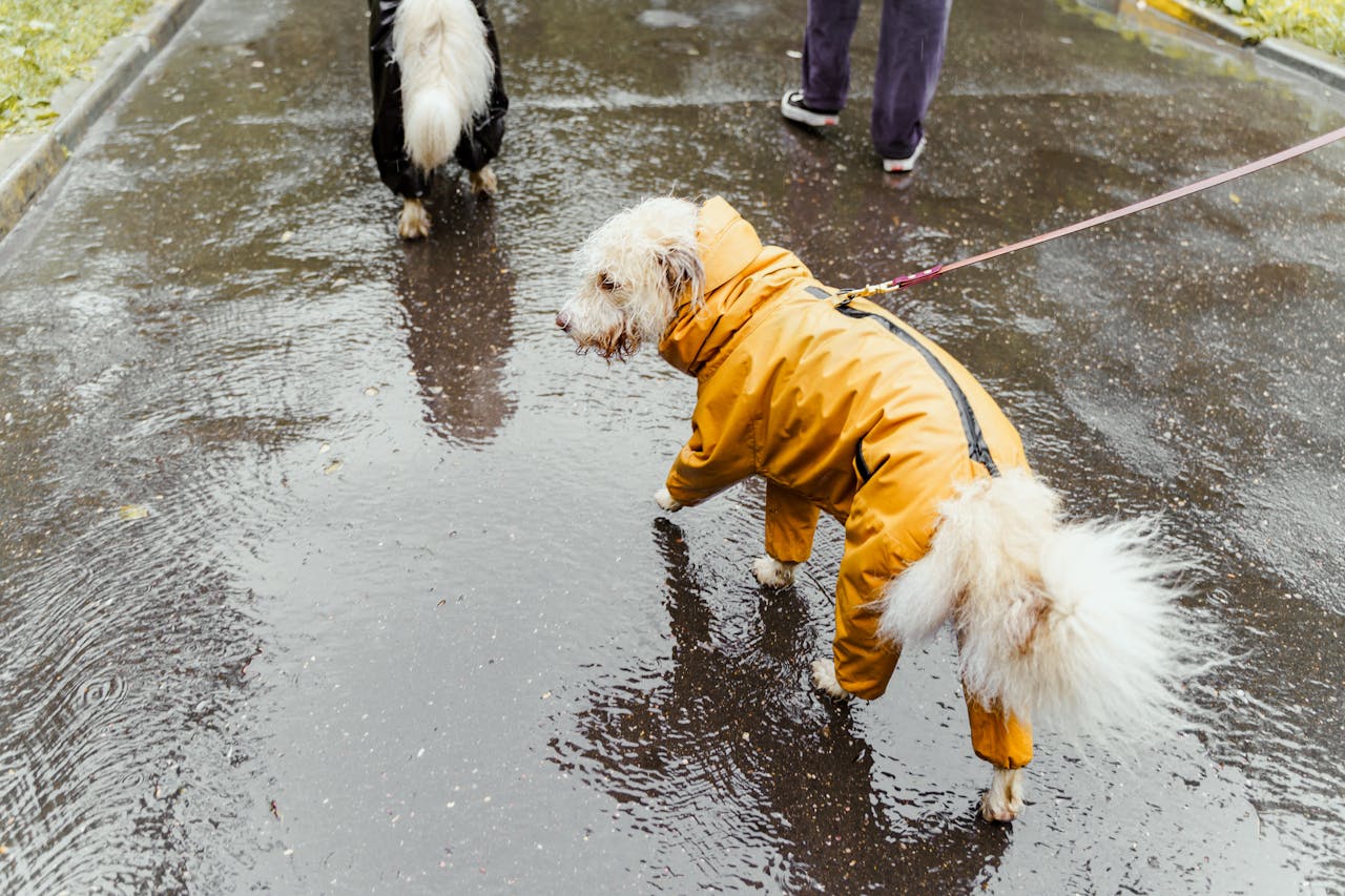 about-us Two dogs in colorful raincoats walking on a rainy day, capturing the essence of a wet adventure