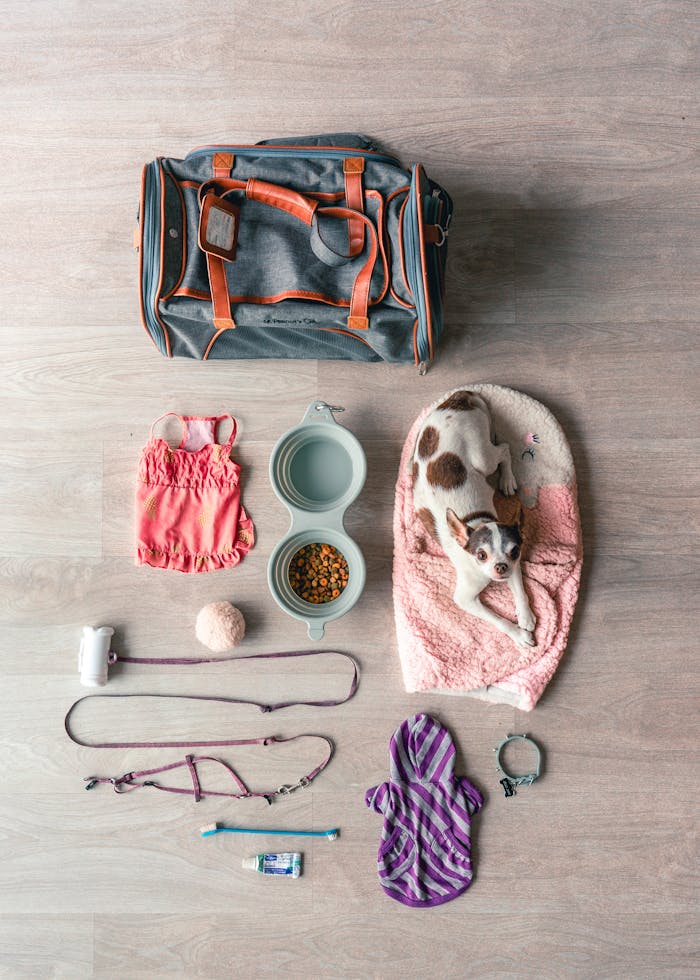 flat-lay-shot-of-a-dog-and-animal-accessories-3981763 Flat lay of Chihuahua travel essentials, including bag, food, and accessories.